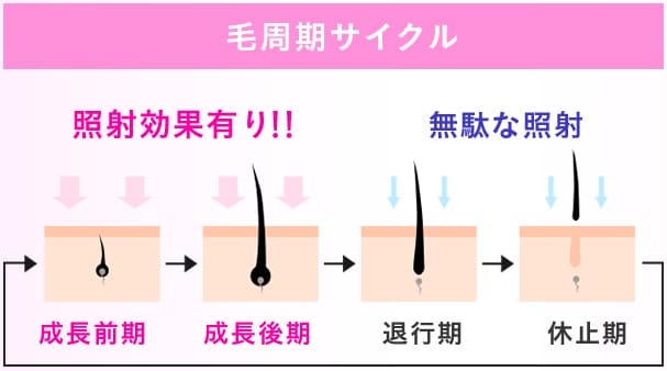 キレイモ脱毛効果の毛周期について