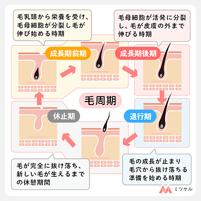 毛周期とは？わかりやすく説明【図解付】