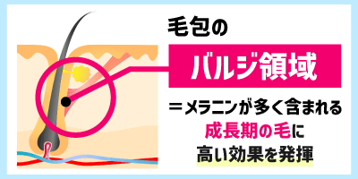 毛包のバルジ領域がターゲット！成長期の毛に高い効果を発揮