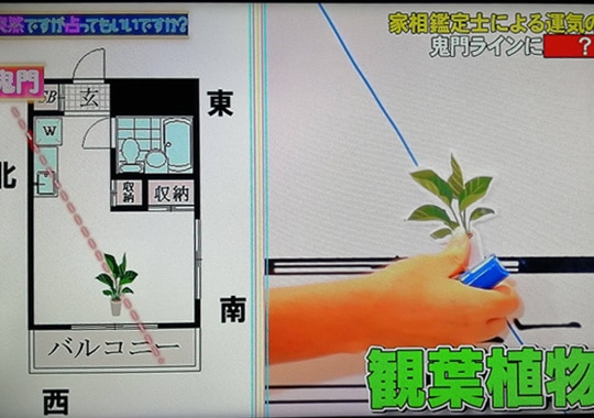 突然占い7月8日に新占い師登場!村野弘味さんはどんな方?家相で運気
