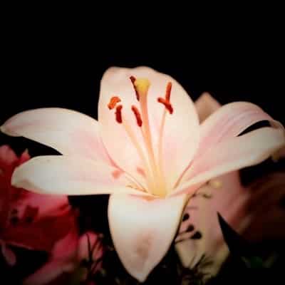 霊場天扉 天月先生