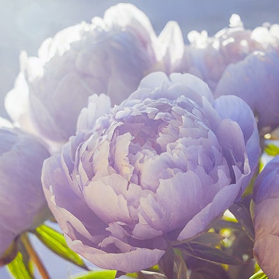 霊場天扉 妃宝先生